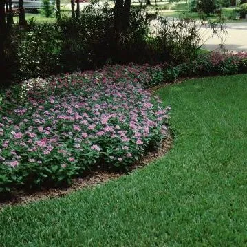 thumbnail for publication: Catharanthus roseus Periwinkle, Madagascar Periwinkle, Vinca